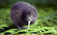 AussieJunkie