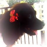 carolgamba