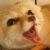 FlorinFox
