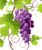 Merlot