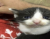 shrimpeur