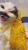 Cat12345678910