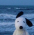 sea of snoopy