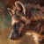 TheKaribean-Hyena