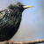DanishStarling