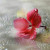 رند -